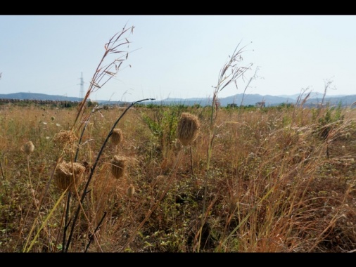 Ue avanti con Green Deal, in vigore il Ripristino della natura