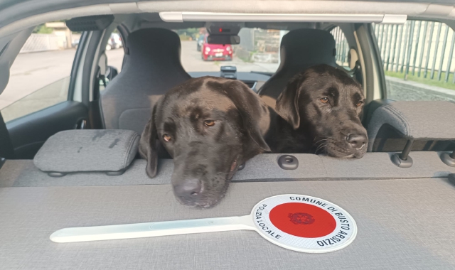 I cani ritrovati dalla Polizia locale di Busto Arsizio