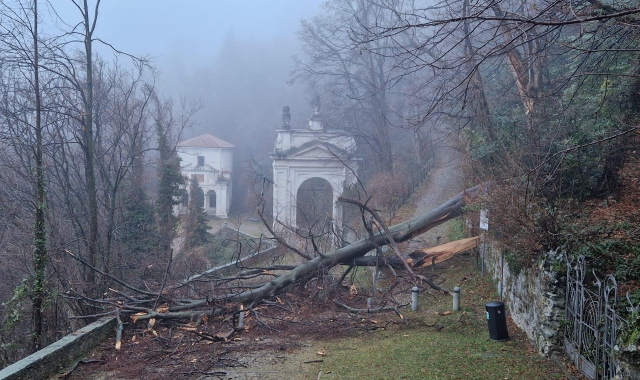 Albero crolla sulla Via Sacra