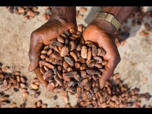 Nel 2024 prezzo record per il cacao, quotazioni +170%