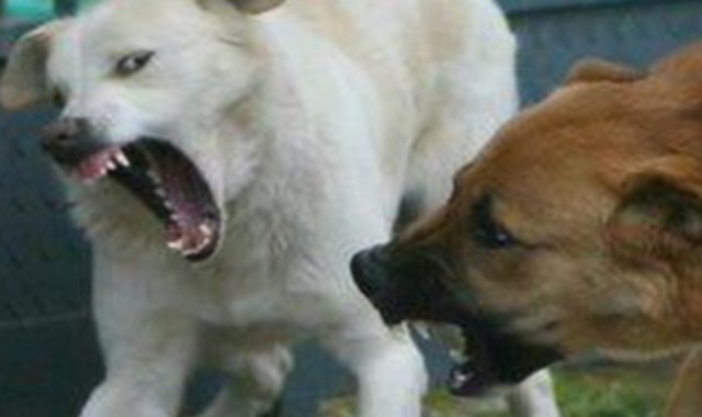 Una lite tra cani, come quella che ha originato lo scontro tra i padroni a Varese  (foto archivio)