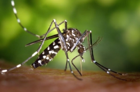 Dengue a Solbiate Arno, un caso sospetto