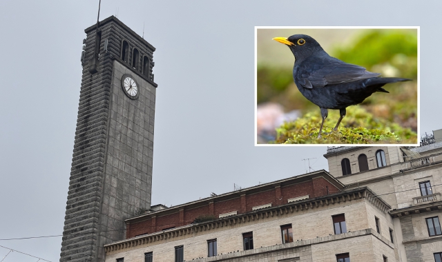 Varese: una merla tiepida