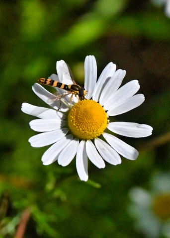 Sirfide impollinatrice 