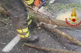 Pianta pericolante, Sp3 chiusa per un’ora e mezza a Malnate