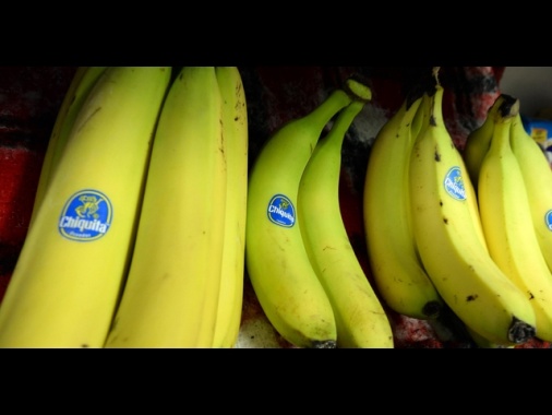 Big delle banane Chiquita farà licenziamenti di massa a Panama