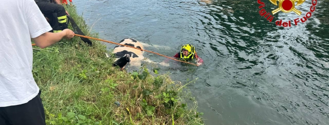 Trenta mucche nel Villoresi: salvate con corde e autogrù