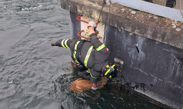 Vizzola, capriolo salvato dai vigili del fuoco