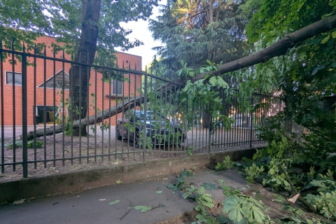 Crolla un albero nel parcheggio del palasport