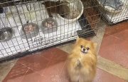 Trasferiti i cento cani trovati in una villa di Buguggiate