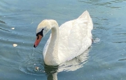 Cigno ucciso da moto d'acqua? Giallo sul lago d’Orta