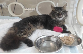 Bodio, gatto ferito: si cercano i proprietari
