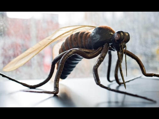 Un caso di West Nile, rientrata dalle vacanze