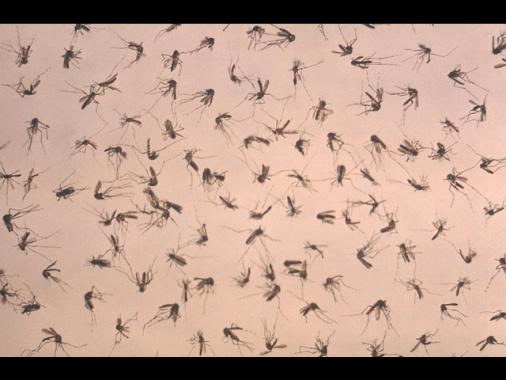 Altri due morti per West Nile in Campania e nel Lazio