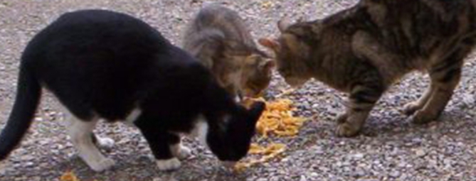 Gallarate, la città dei gatti