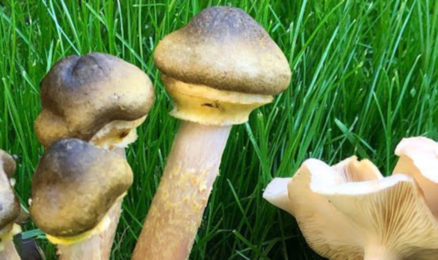 Funghi sì, ma meglio verificare