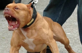 La rete è rotta, i cani si sbranano