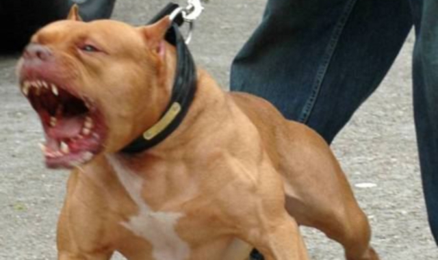 Il pitbull è una delle razze più aggressive, ad avere la peggio è stato il meticcio che è stato attaccato (foto Archivio)