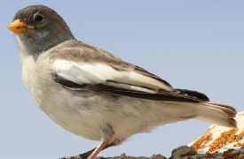 «Vietiamo la caccia in deroga a storni e fringuelli»