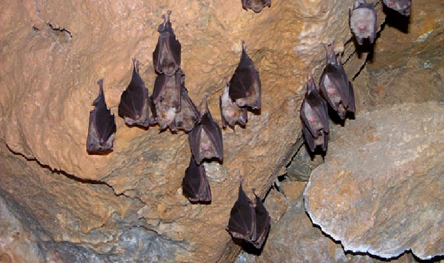 Tutti i segreti dei pipistrelli: serata a Brinzio