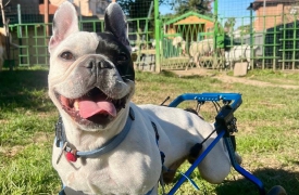 «Cerco famiglia a Leone. È un bulldog sfortunato»