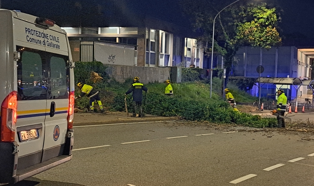 Albero a rischio crollo, abbattimento in serata