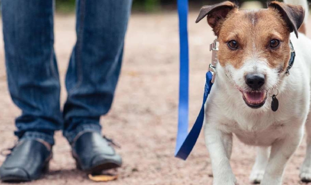 I due cani, pare pitbull, domenica pomeriggio in viale Toscana si sono diretti verso un giovane a passeggio con il suo Jack Russel