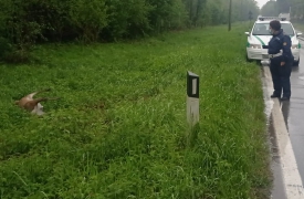 Cervi sulla strada, rischio incidenti a Origgio