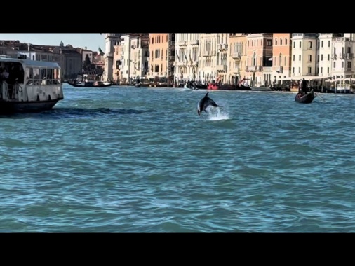 Un delfino a Venezia, 'non avvicinatevi'