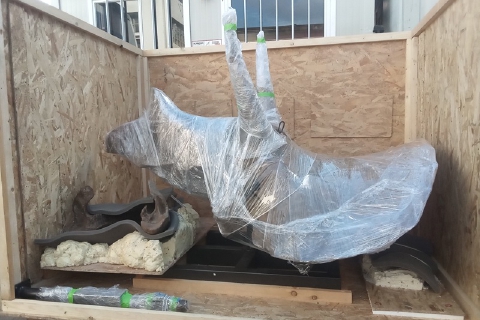 Triceratopo in volo da Malpensa a Dallas