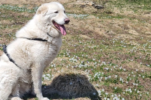 Sos per Edera, maremmana rischia la vita