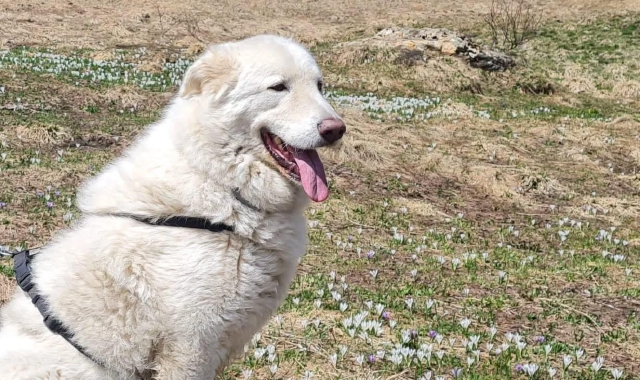 Edera, la femmina di pastore maremmano ospitata al canile di Fondotoce