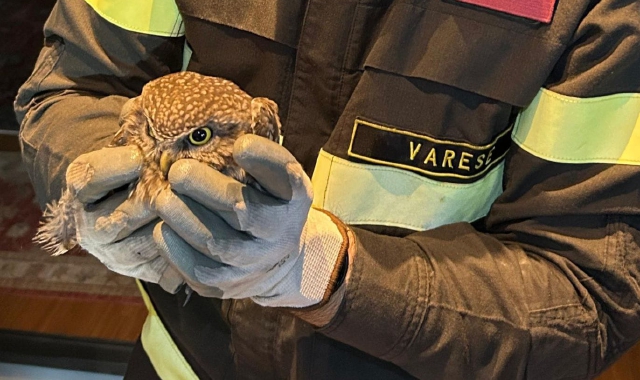 Incastrata nella canna fumaria, civetta salvata