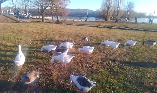 Oche superstar ad Angera