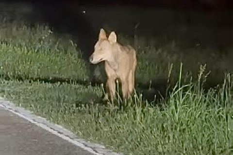 Lupo avvistato alla Rasa e a Barasso. «Era impaurito»