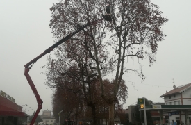 Ad Amga anche la gestione del verde pubblico