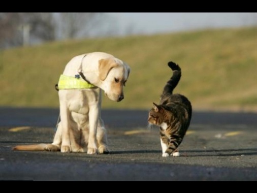 Sono 10 milioni le famiglie che hanno in casa un cane o un gatto