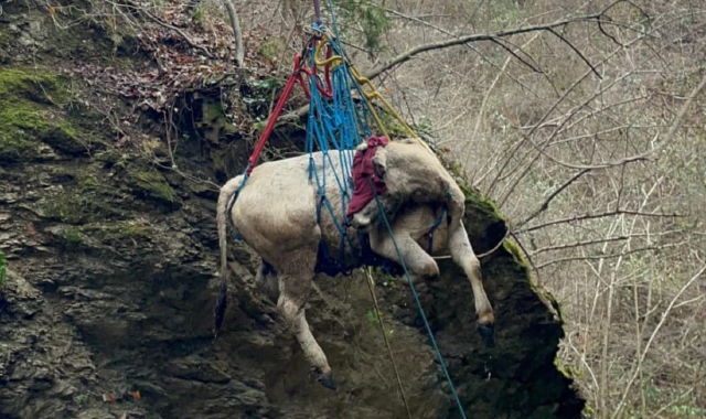 La mucca è stata imbragata e soccorsa con l’elicottero (foto vigili del fuoco)