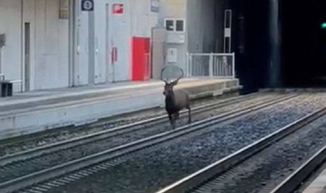 Il cervo alla stazione di Induno Olona 