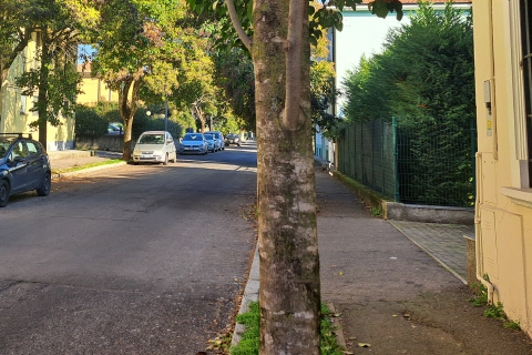 Piante da abbattere, motoseghe in arrivo