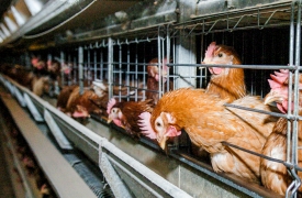 Stop all’emergenza aviaria a Olgiate Olona