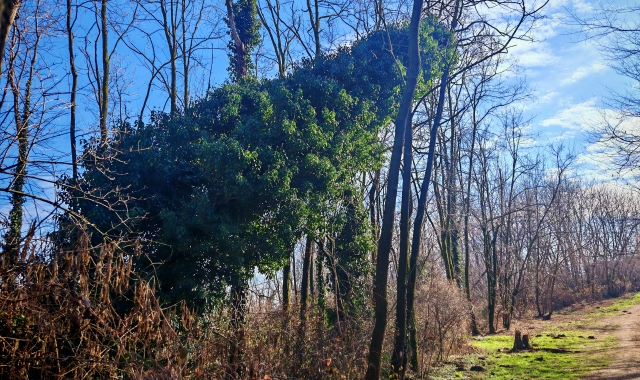 Albero pericolante nel parco di Giubiano