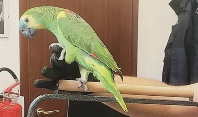 Il pappagallo amazzone aestiva, dopo le indagini dei carabinieri, ha dato il via a un processo per truffa 