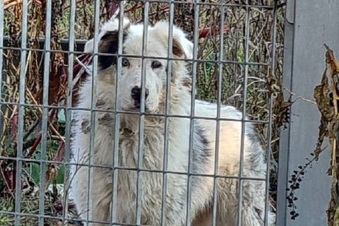 Cane abbandonato nel degrado: «Salviamolo»