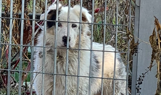 Il cane che da qualche tempo vive solo in un giardino
