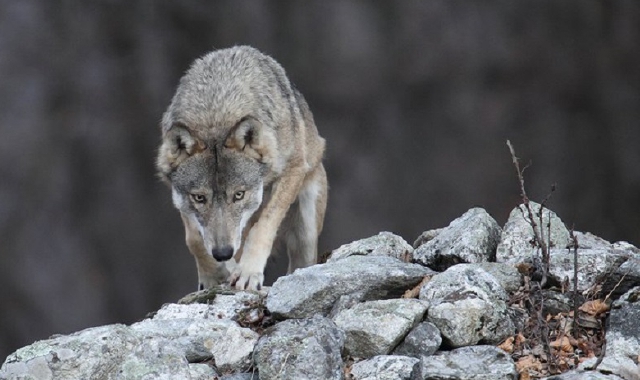 «Non gridate al lupo senza avere le prove»