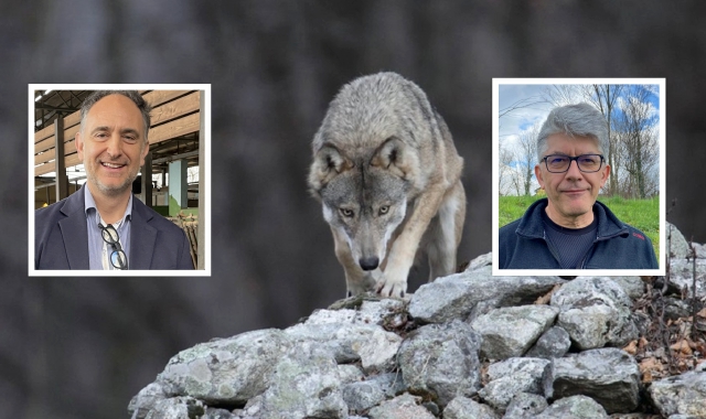 Un lupo e nei riquadri l’assessore regionale Alessandro Beduschi e il prof dell’Insubria Adriano Martinoli