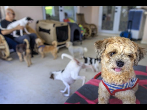 Brasile, via libera alla sepoltura di cani e gatti nelle cappelle di famiglia