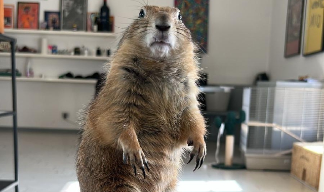Cane della prateria disperso a Sesto, il proprietario chiede aiuto