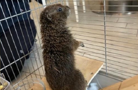 Sesto Calende, ritrovato il cane della prateria